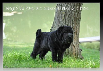 du Pays des Cerises Bleues - Vous envisagez d'adopter un chiot shar-peï?