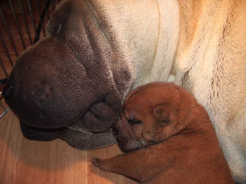 Chiots nés le 2 août (Baïka)