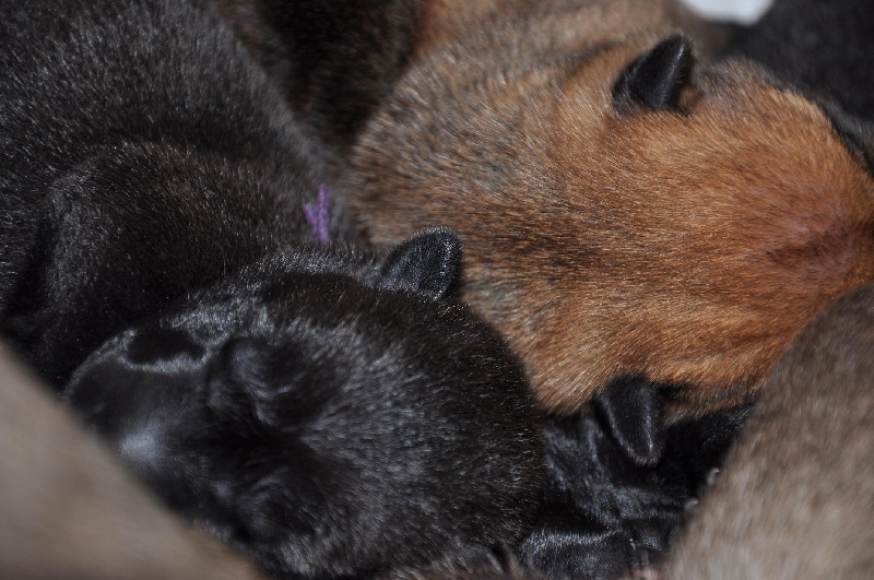 Nés le 18 juin 2011, les derniers chiots de Volga.
